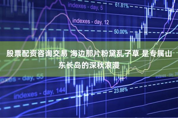 股票配资咨询交易 海边那片粉黛乱子草 是专属山东长岛的深秋浪漫
